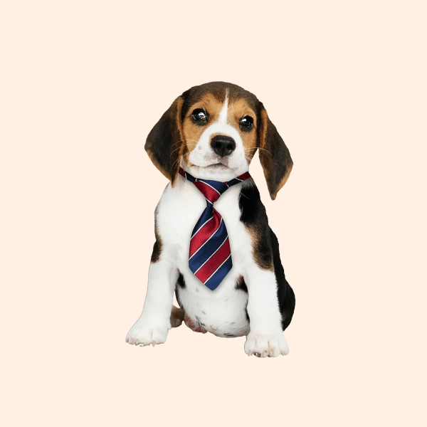 apparels4