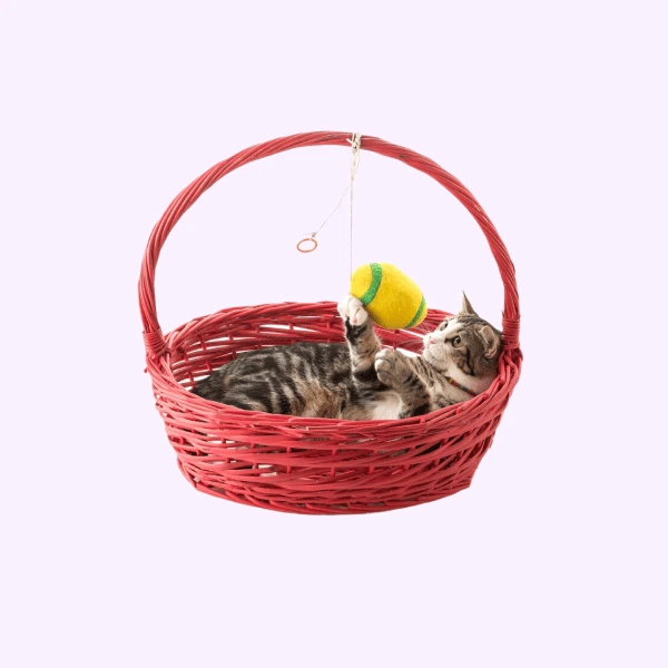 pet-toys4